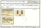 Karteikarte zum Holotyp von Quinqueloculina costata Karrer, 1867